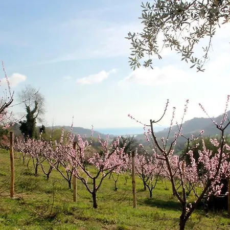 Gaeleon Campofilone