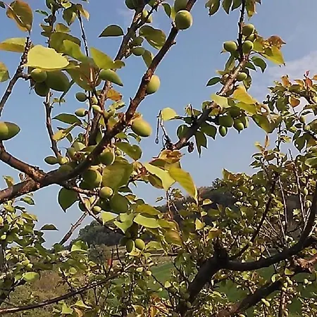 Gaeleon